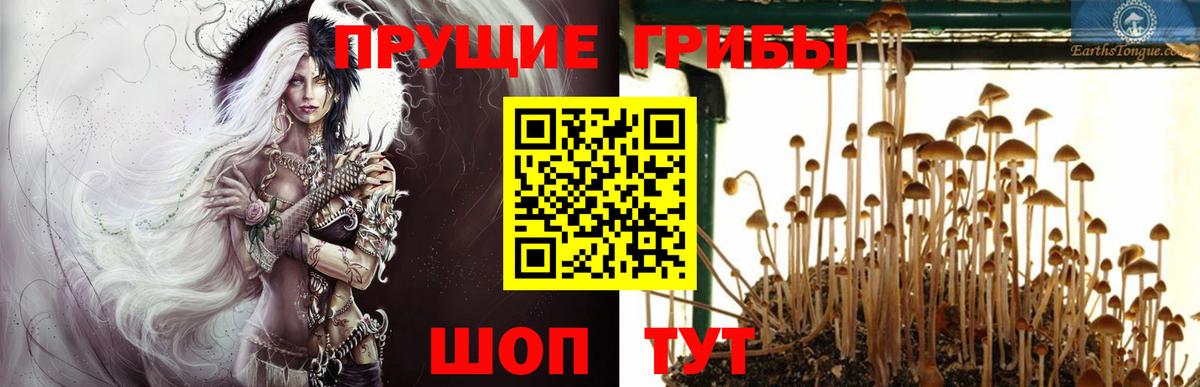 Галлюциногенные грибы Cubensis  Вход с VPN  Балтийск 
